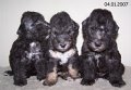 32-Welpen Puppies 04012007 (4)